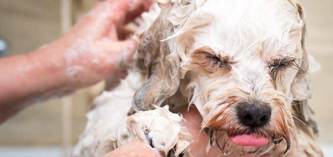 Homemade Dog Shampoo: 5 Natural Recipes