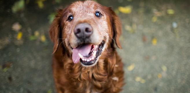 Is Your Dog Panting Excessively?