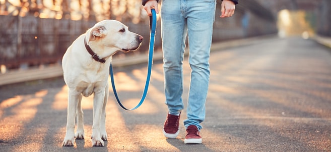 Want to become a dog walker? Follow these steps on how to do it