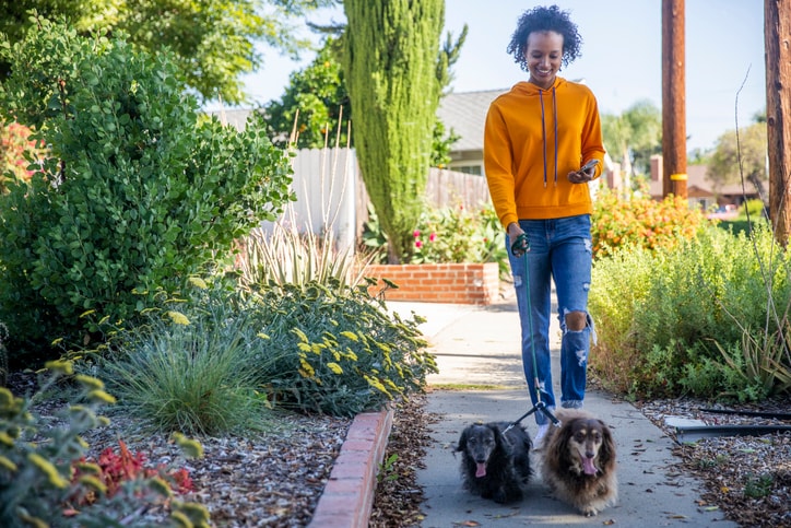 Dog walker job interviews: Questions, answers and tips to help get you the gig