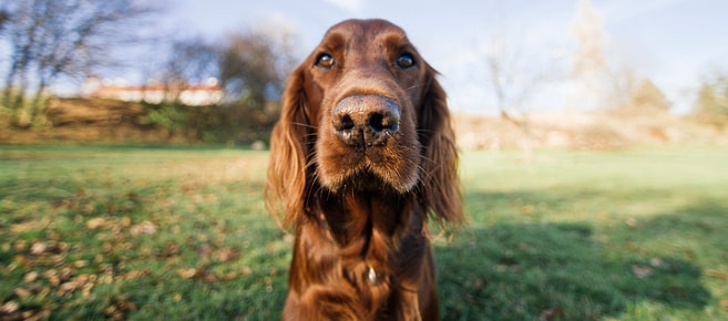 Giardia In Dogs: Understanding Canine Parasites