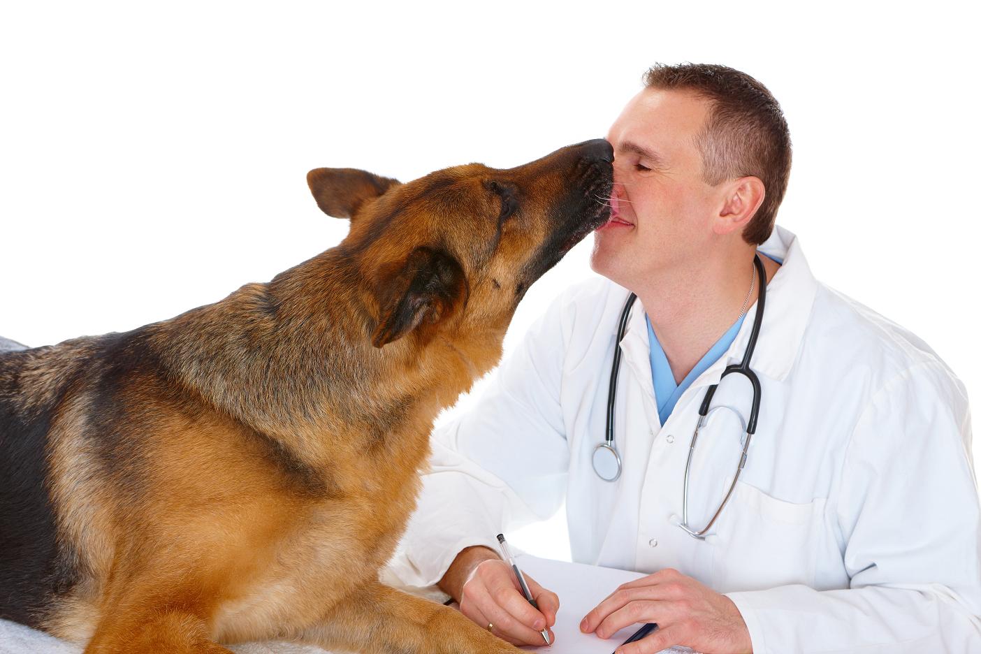 Diabetes in Dogs: Causes, Symptoms & Treatment