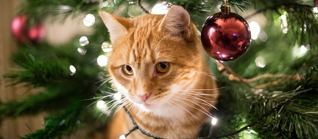 Keep Your Pet Safe from These 7 Household Holiday Dangers