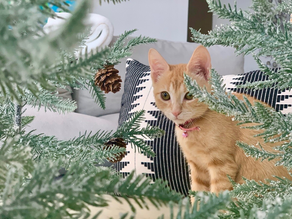 What to Do When Someone Gives You a Pet You Did Not Want?