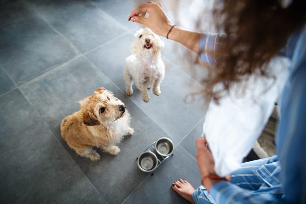 Preparing a New Pet Sitter for Success