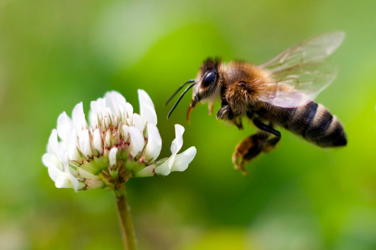 Balcony Bee-friendly