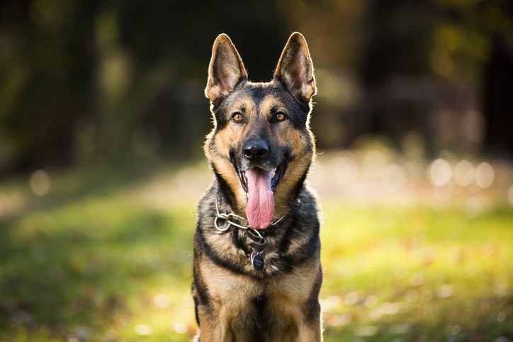 best family guard dogs