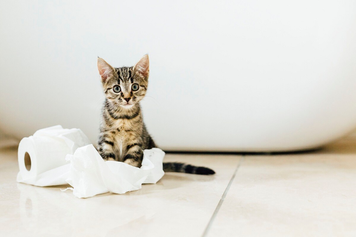 House Training Your Kitten