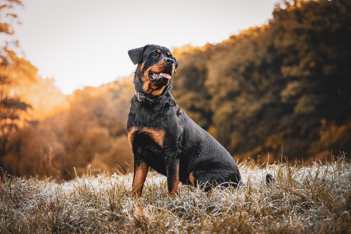 best family guard dogs