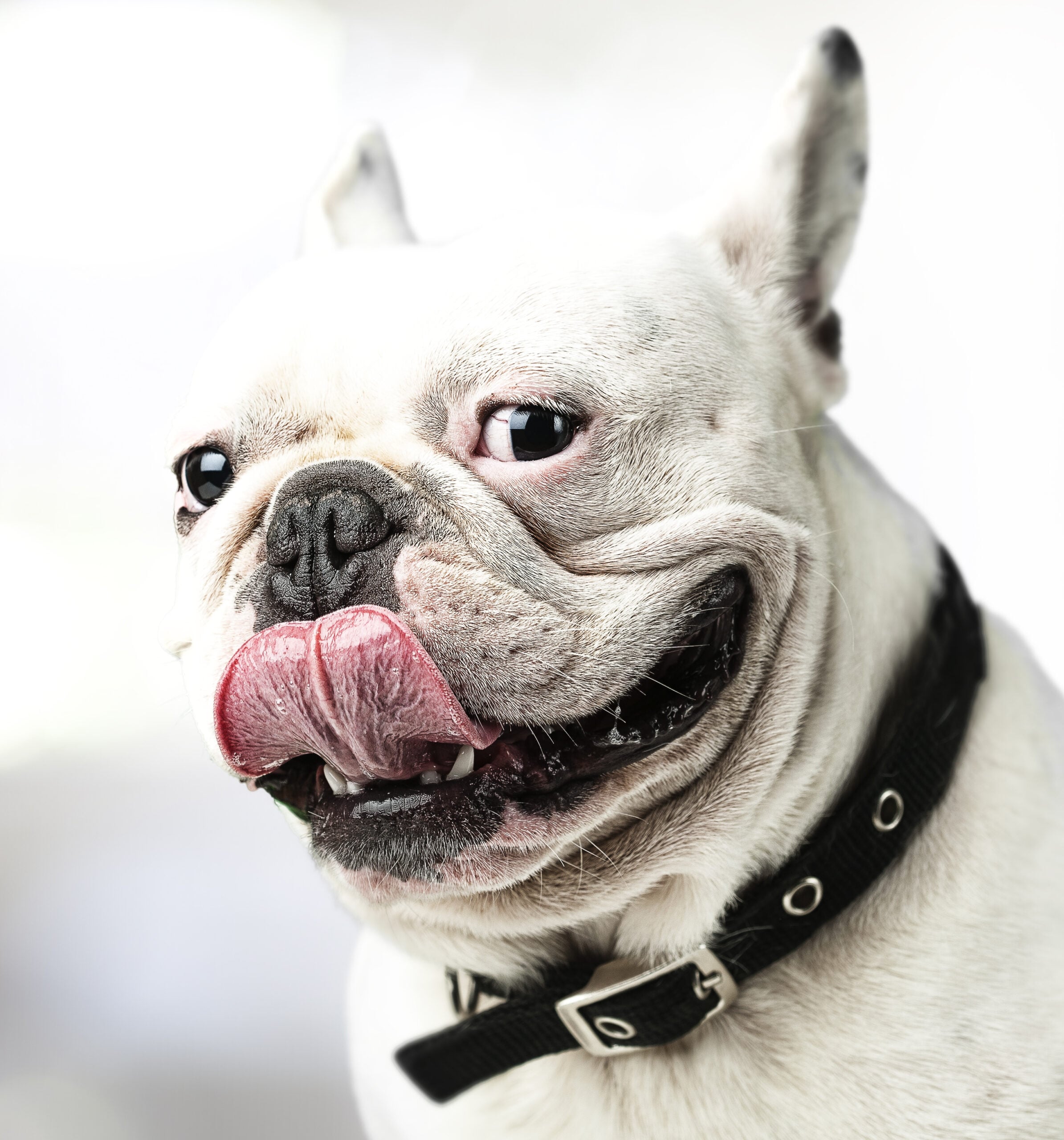 How To Tame Bad Breath In Dogs