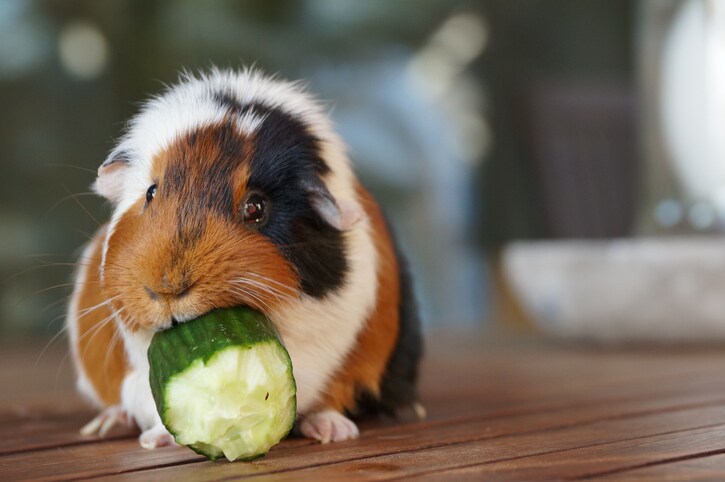 Getting a pet guinea pig: 12 things to know beforehand