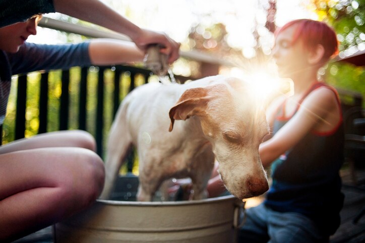 Dog grooming 101: How to give a dog a bath in 5 easy steps
