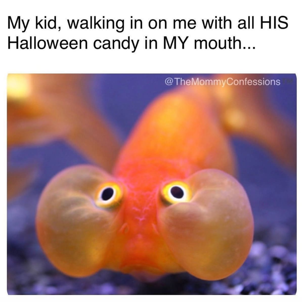 Funny Halloween memes