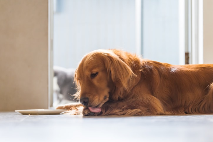 Is your dog licking paws too much? What you need to know