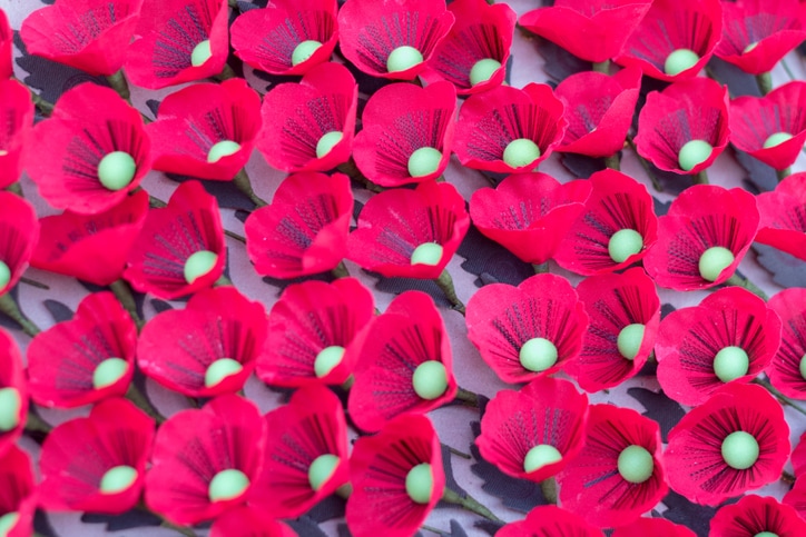 Red poppy for Veterans Day