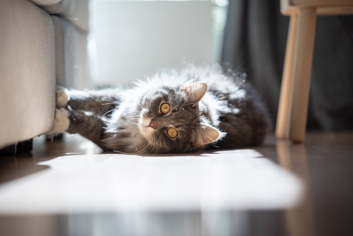 6 signs you need to get a cat sitter