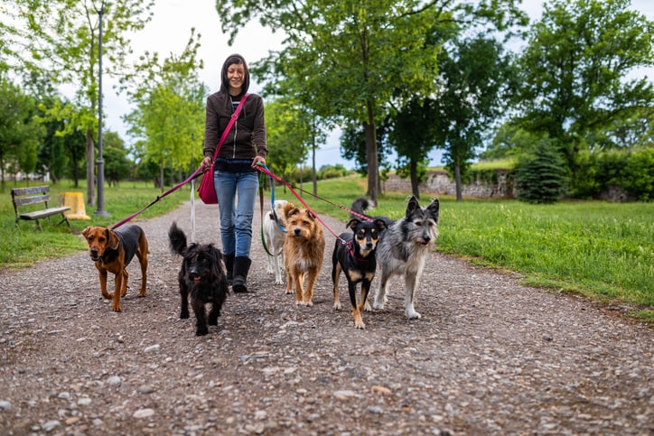How much does a dog walker cost?