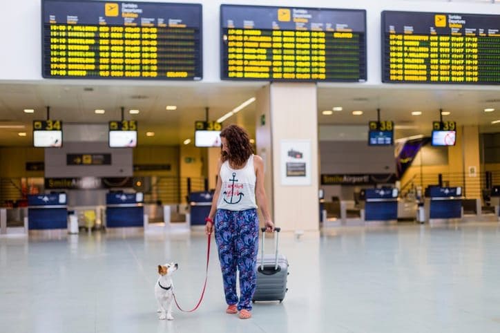 How to become a flight nanny: What you need to know about caring for furry companions on-the-go