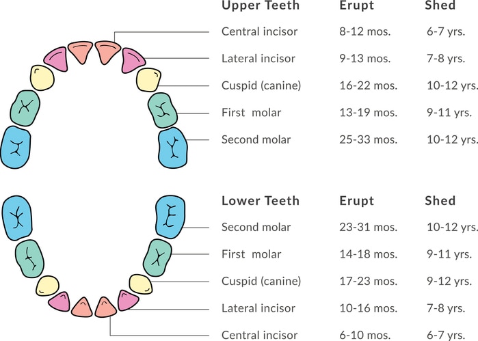 baby tooth eruption and shedding chart