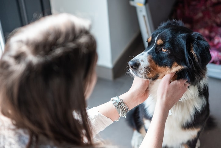 Flight nanny cost: What you can expect to pay a professional to care for a pet on-the-go