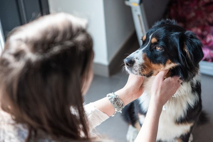 Flight nanny cost: What you can expect to pay a professional to care for a pet on-the-go
