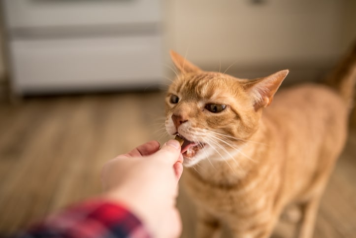 homemade cat treats