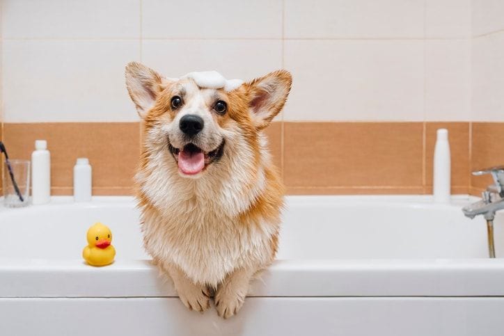 Homemade dog shampoo: 5 recipes for a naturally clean pup