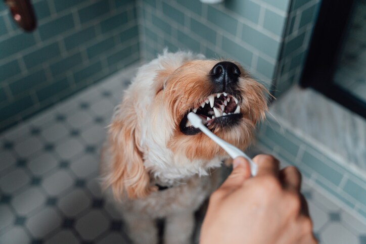 6 homemade dog toothpaste recipes to freshen up your pup&#8217;s breath