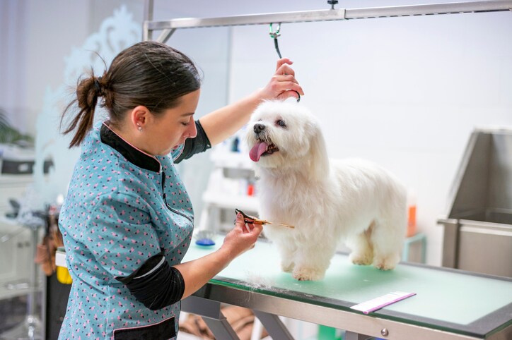 How long does it take to groom a dog? All the details