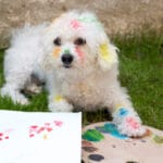 dog paw print art