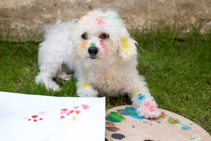 8 easy DIY dog paw print art projects