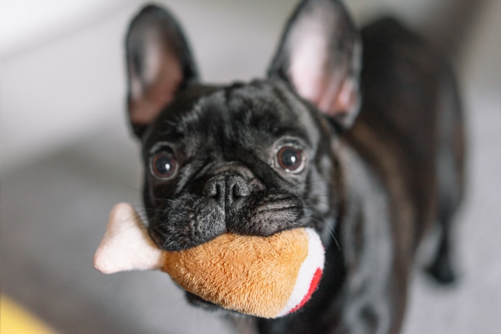 Why do dogs like squeaky toys so much?