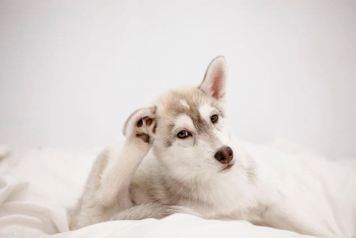 What to Do If Your Dog is Itchy After Grooming 6 What to Do If Your Dog is Itchy After Grooming