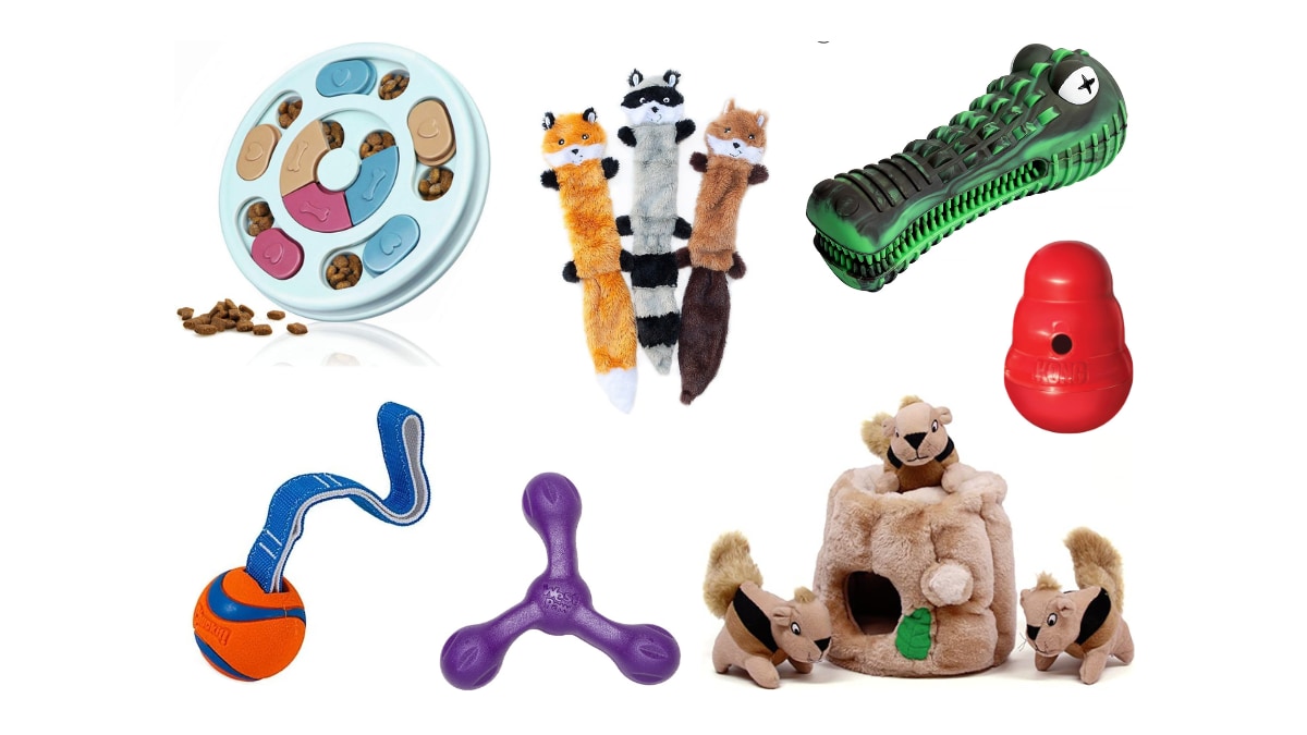 12 best toys for dogs, recommended by experts