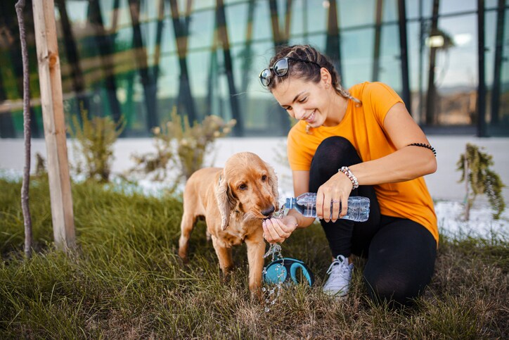 The most and least expensive cities to book summer pet care