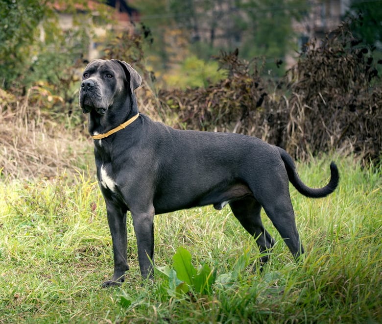 Cane Corso