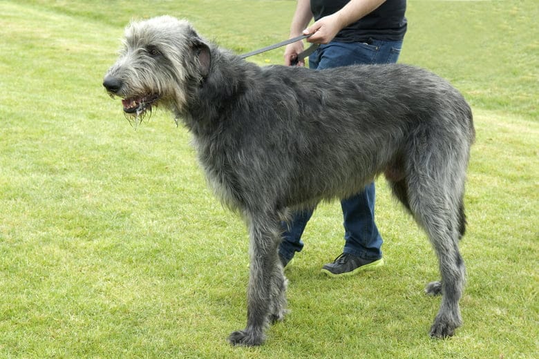 Irish Wolfhound