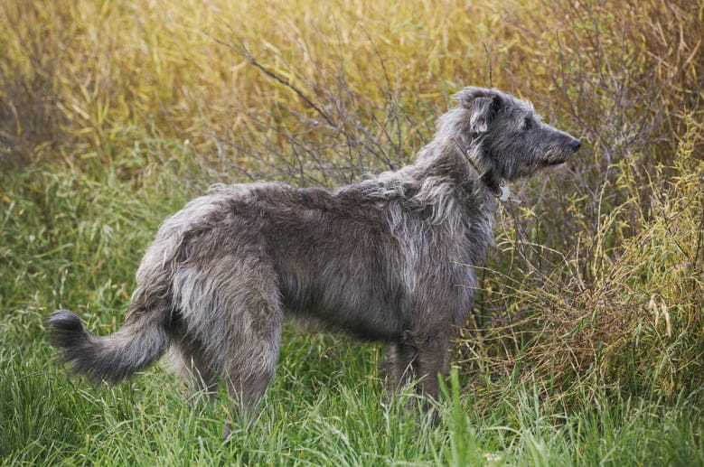 Scottish Deerhound