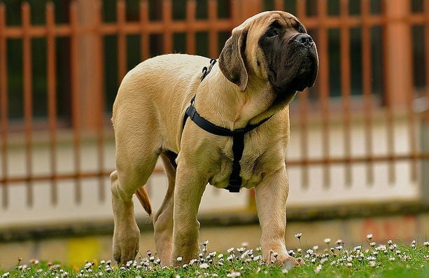 English Mastiff