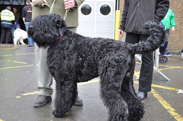 Black Russian Terrier