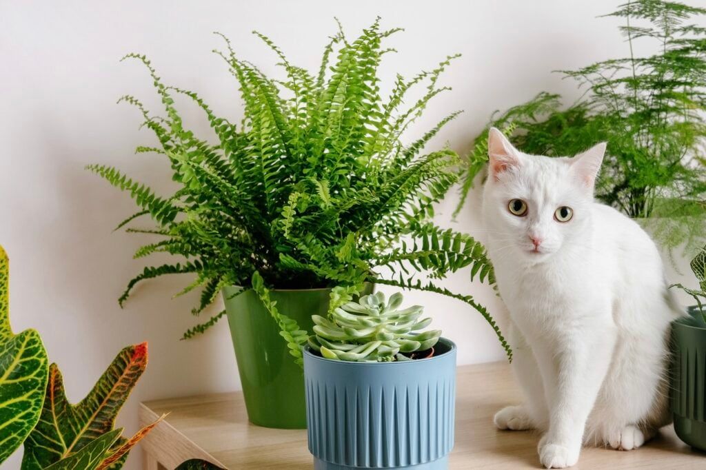 pet safe plants boston fern