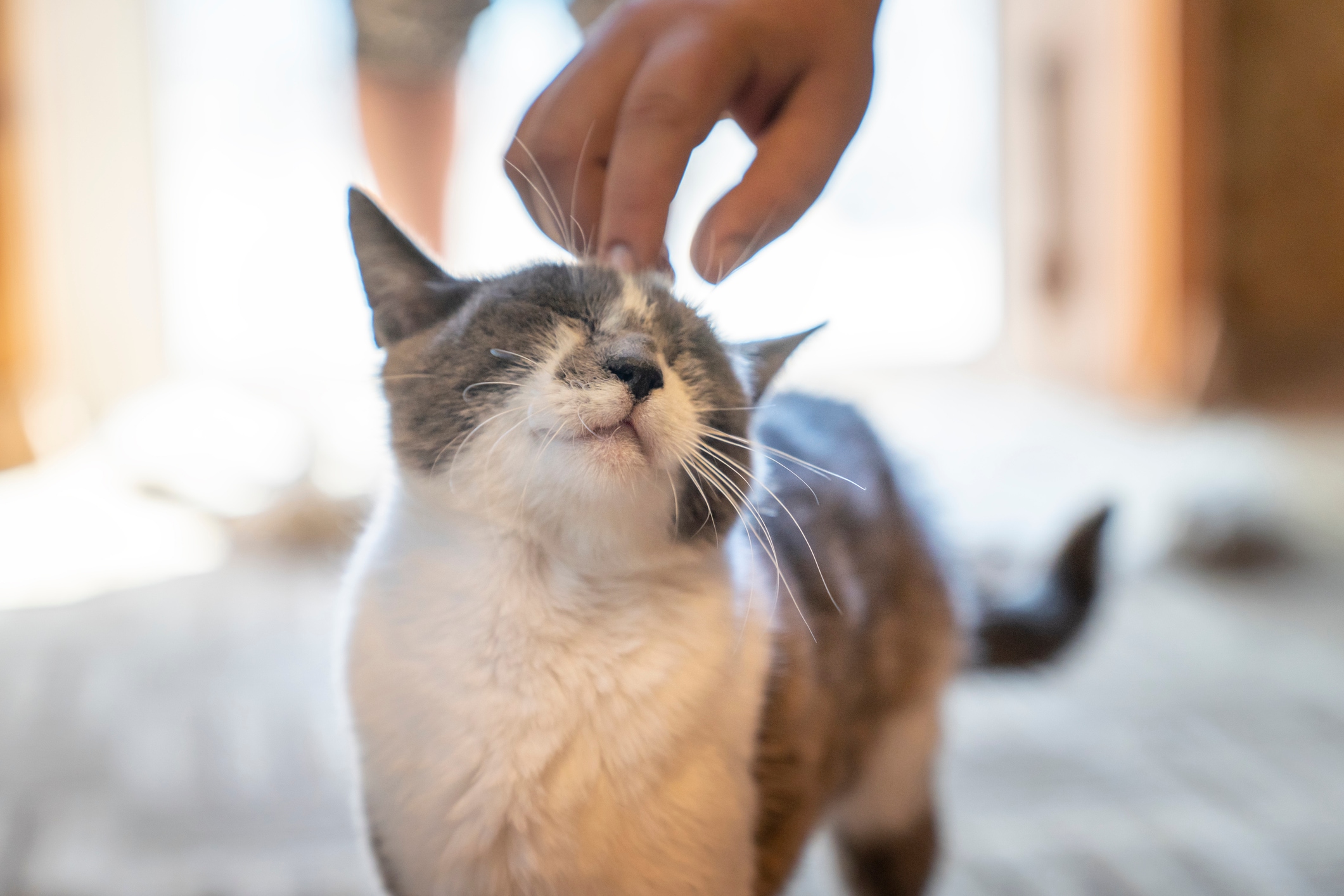 Why do cats purr? The meaning might be more complicated than you think.