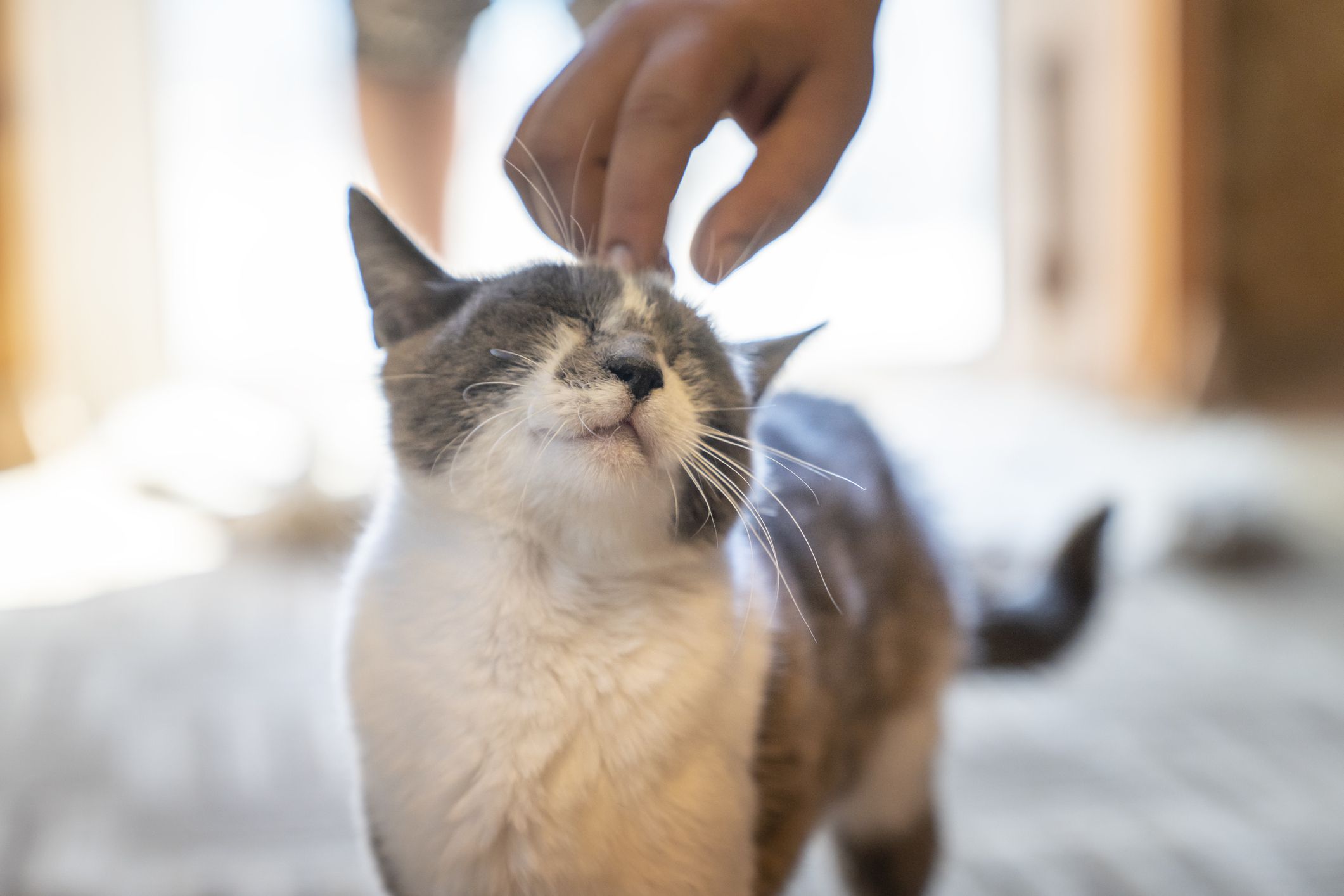 Why do cats purr? The meaning might be more complicated than you think
