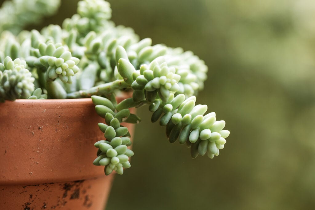 pet safe plants Burro’s tail