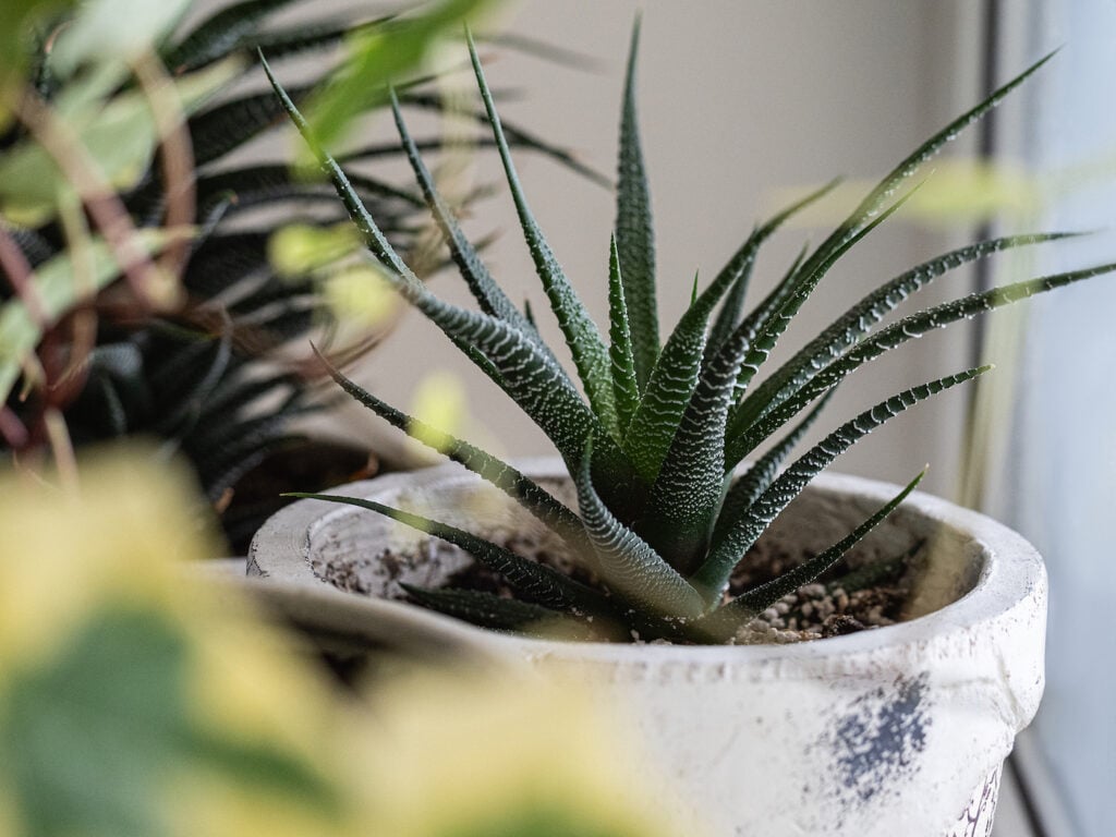 pet safe plants Haworthia