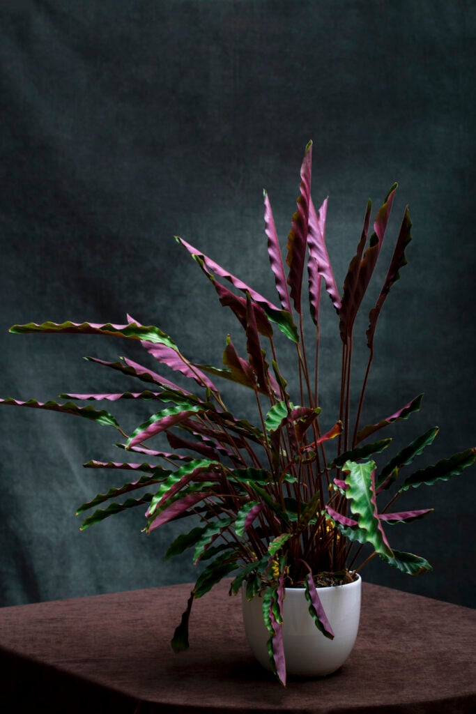 pet safe plants Velvet calathea