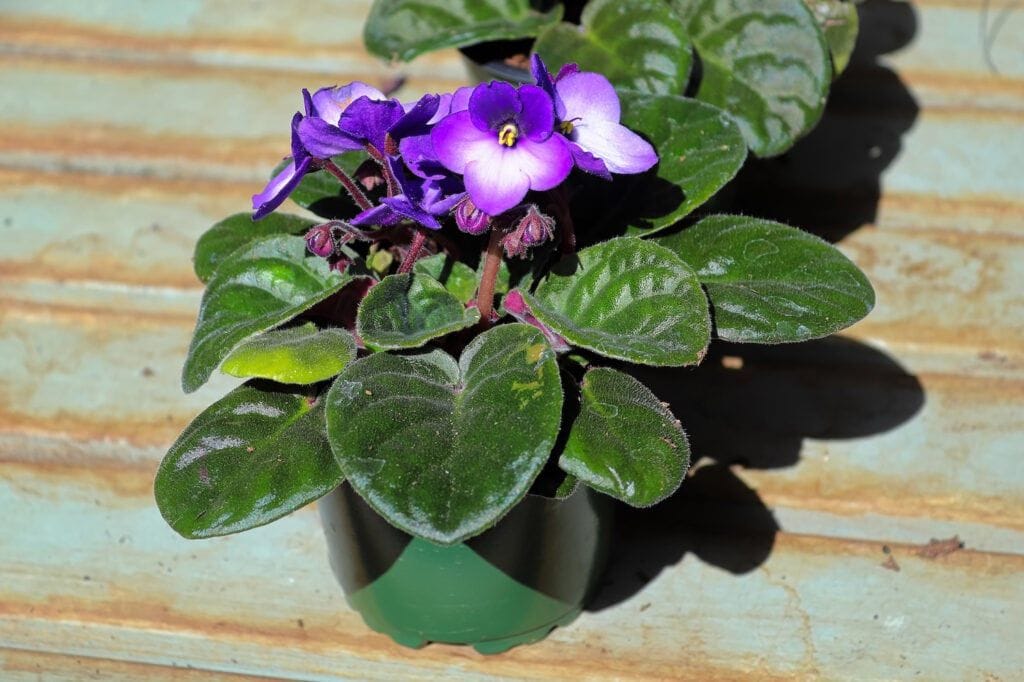 pet safe plants african violet