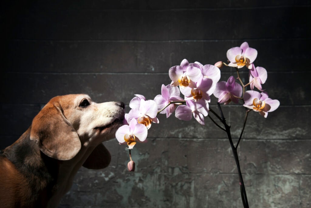 pet safe plants orchid