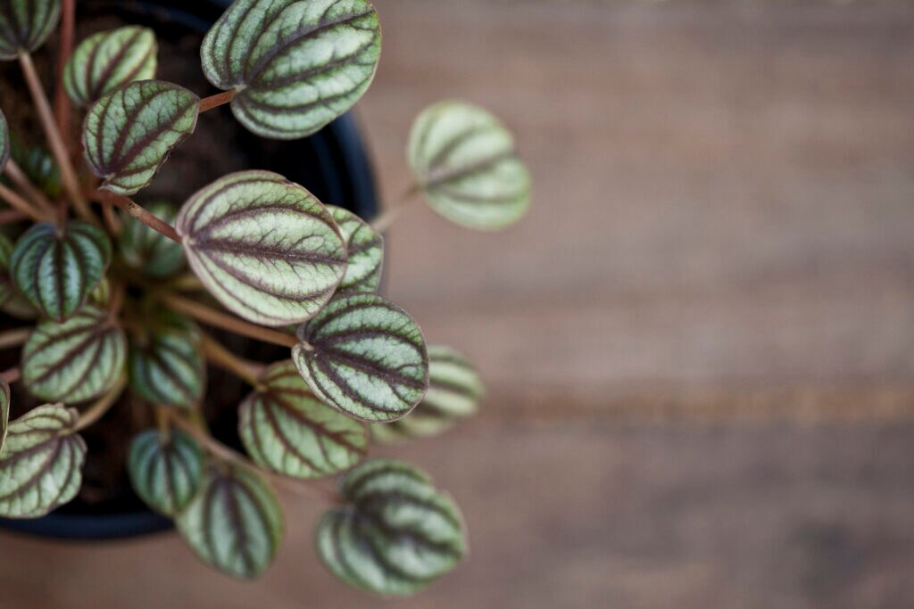 pet safe plants peperomia