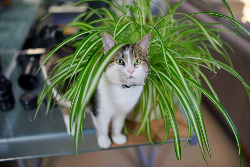 pet safe plants spider plant